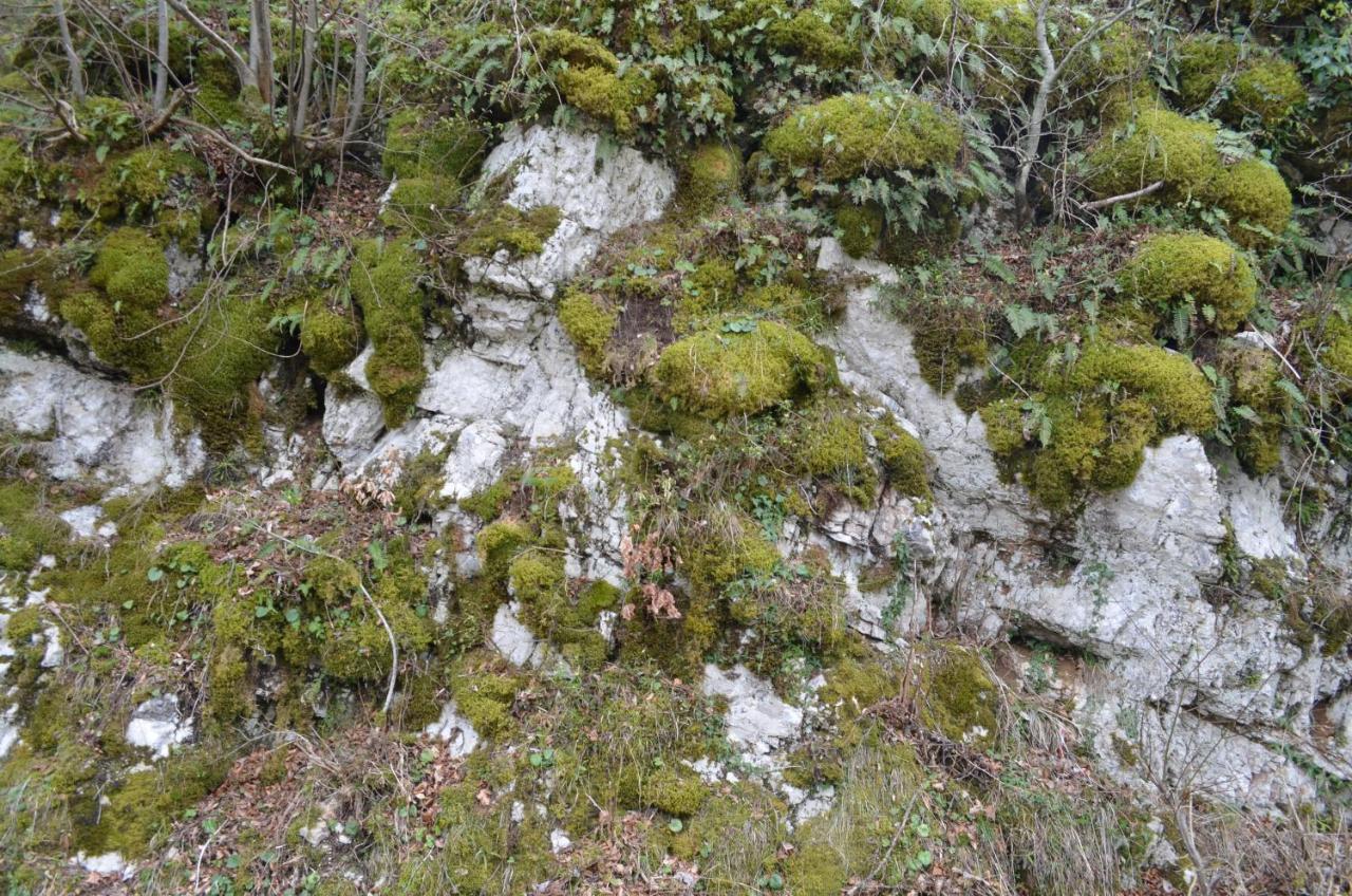 Apartma Nika Planina  Exteriér fotografie