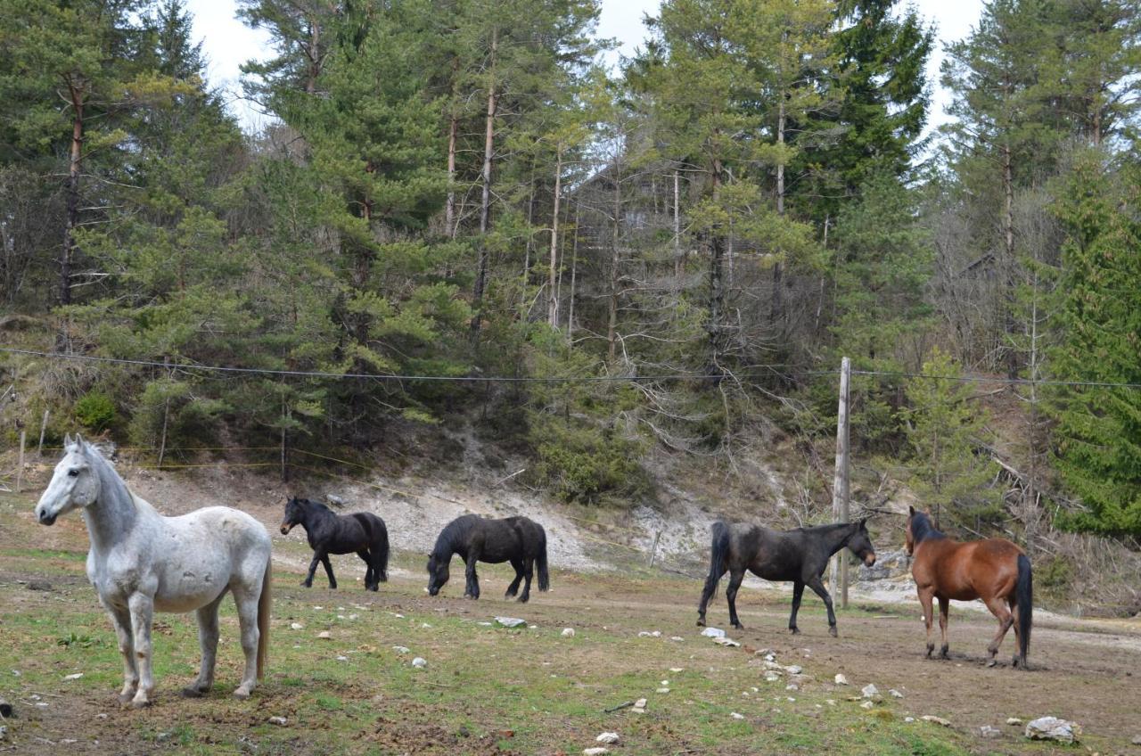 Apartma Nika Planina  Exteriér fotografie
